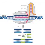 CRISPR & Cas Genes Market 1